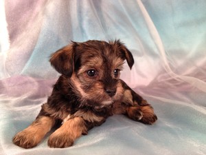 Female Snorkie Puppy #12|Ready December 2012|Christmas Puppy|Tri-color